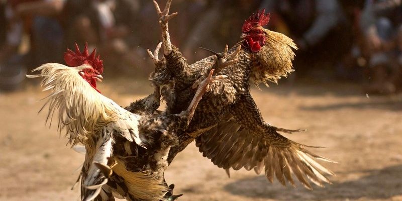 Khái quát về đá gà cựa tròn