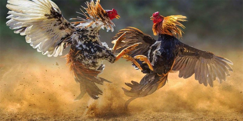Vì sao sảnh đá gà được ưu ái?
